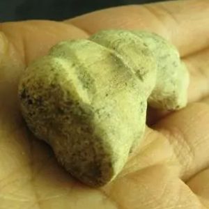 Dragon Horn Fossil - Type C1