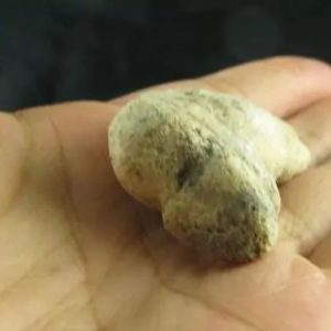Dragon Horn Fossil - Type C5