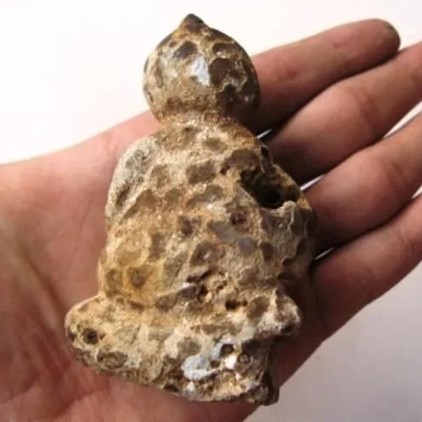Semar Mesem Fossil - Large C4 - Image 3