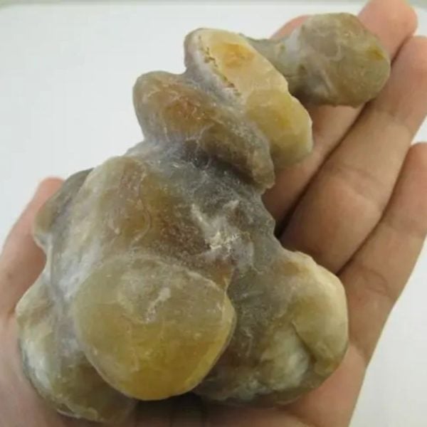 Golden Snail Fossil - Type E2 (Male) - Image 3