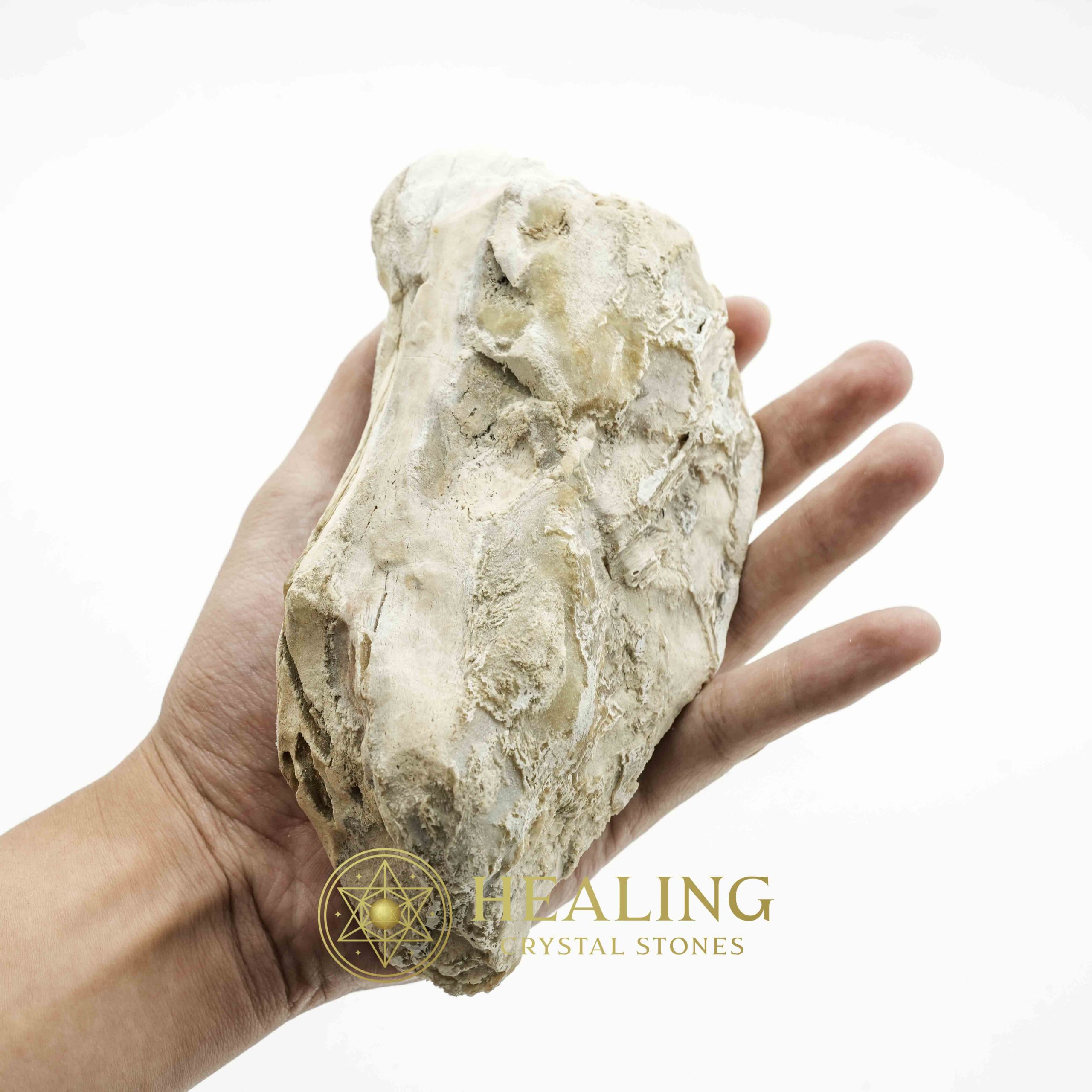 Nagasari Wood Fossil - Type C3 Talismanic Stones Amulet Stones Healing Stones Spiritual Crystals Bezoar Stones Bezoar Crystals Healing Bezoar Stones Animal Totem Stones, Power Animal Stones mystical shaman shamanic spiritual spiritualism metaphysics occult psychic