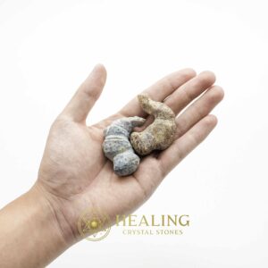 Sauro Pari Snake Horns - Type A2 - Magical Stones Magickal Stones Magickal Crystals Ritual Power Stones Ritual Crystals Crystals Talismans Stones Talisman Crystals Amulet stones mystical shaman shamanic spiritual spiritualism metaphysics occult psychic