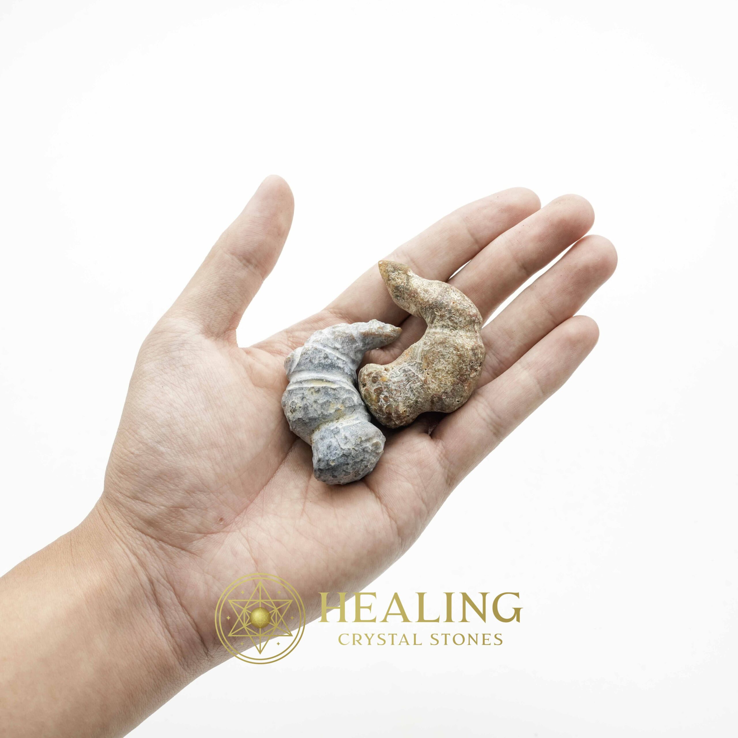 Sauro Pari Snake Horns - Type A2 - Magical Stones Magickal Stones Magickal Crystals Ritual Power Stones Ritual Crystals Crystals Talismans Stones Talisman Crystals Amulet stones mystical shaman shamanic spiritual spiritualism metaphysics occult psychic