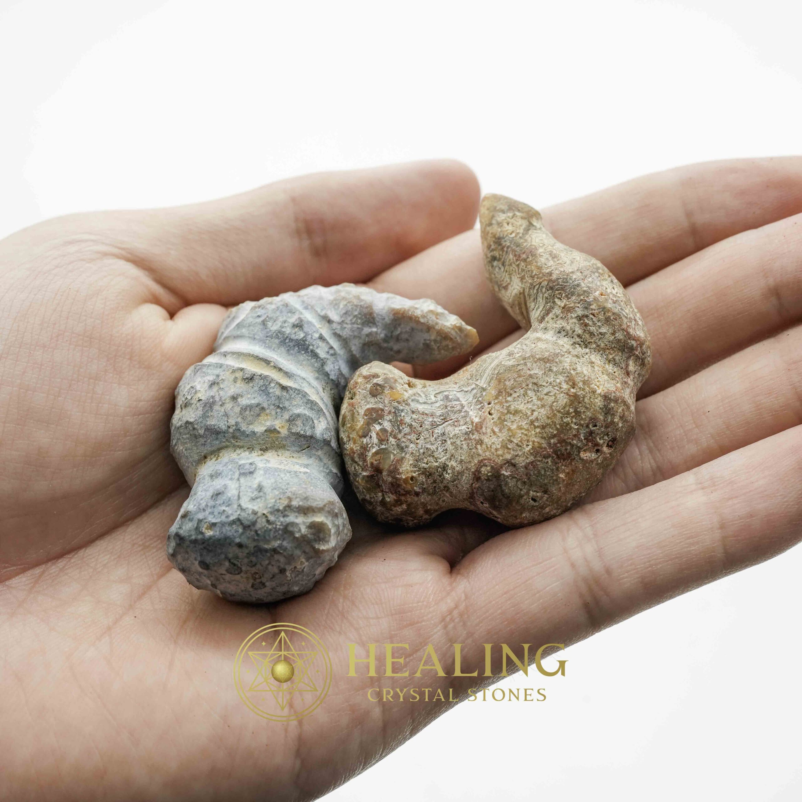 Sauro Pari Snake Horns - Type A2 - Magical Stones Magickal Stones Magickal Crystals Ritual Power Stones Ritual Crystals Crystals Talismans Stones Talisman Crystals Amulet stones mystical shaman shamanic spiritual spiritualism metaphysics occult psychic