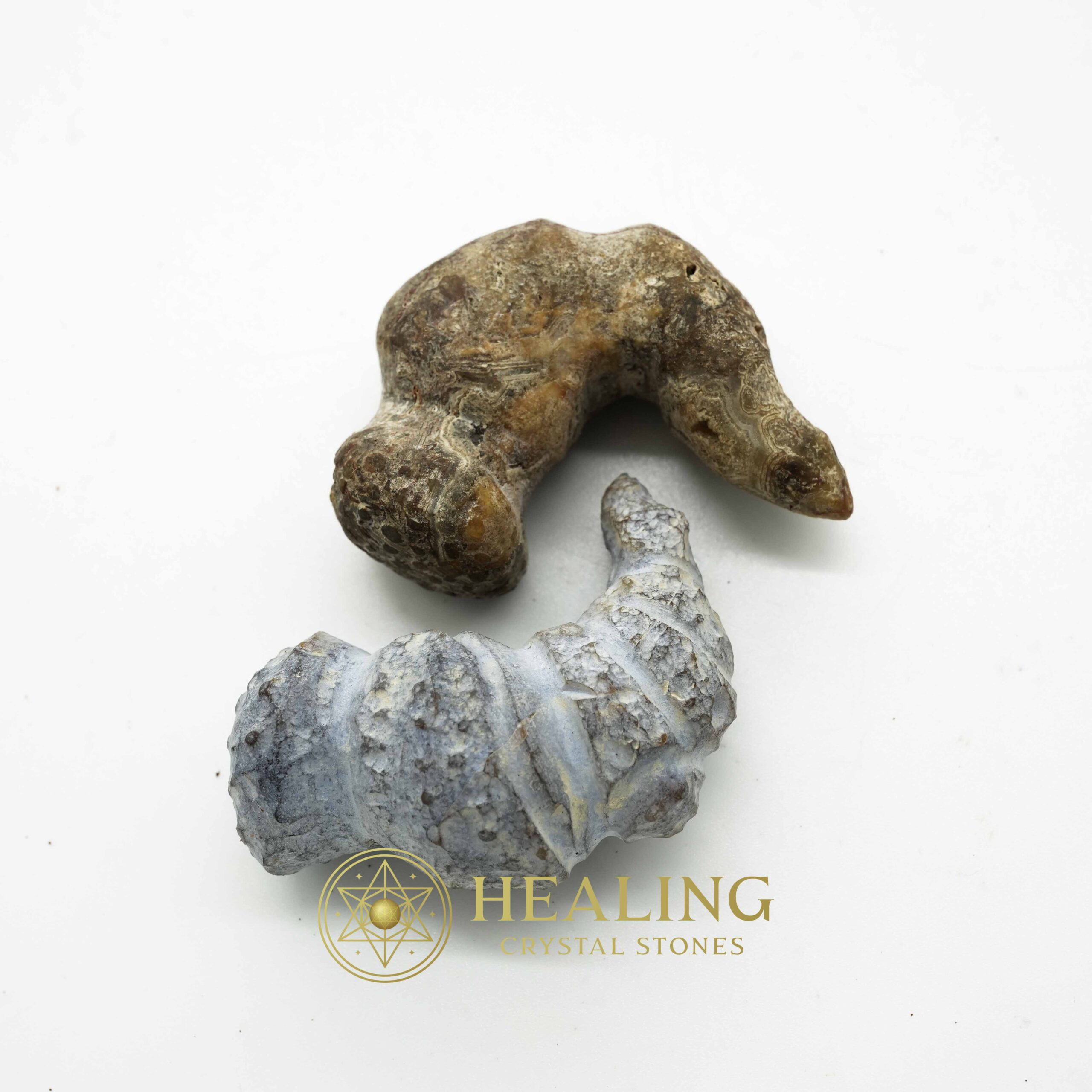 Sauro Pari Snake Horns - Type A2 - Magical Stones Magickal Stones Magickal Crystals Ritual Power Stones Ritual Crystals Crystals Talismans Stones Talisman Crystals Amulet stones mystical shaman shamanic spiritual spiritualism metaphysics occult psychic