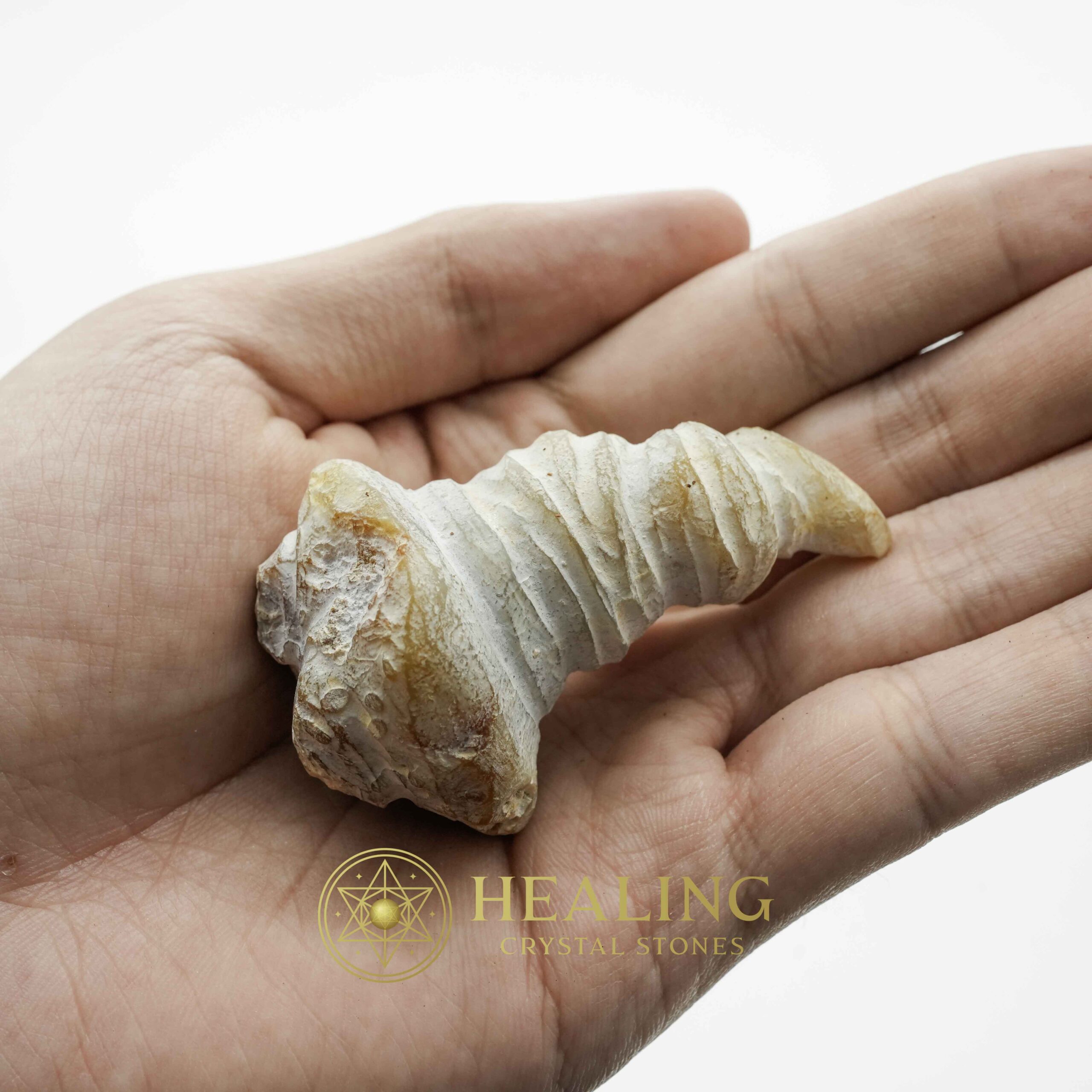 Sauro Pari Snake Horns - Type A4 - Magical Stones Magickal Stones Magickal Crystals Ritual Power Stones Ritual Crystals Crystals Talismans Stones Talisman Crystals Amulet stones mystical shaman shamanic spiritual spiritualism metaphysics occult psychic