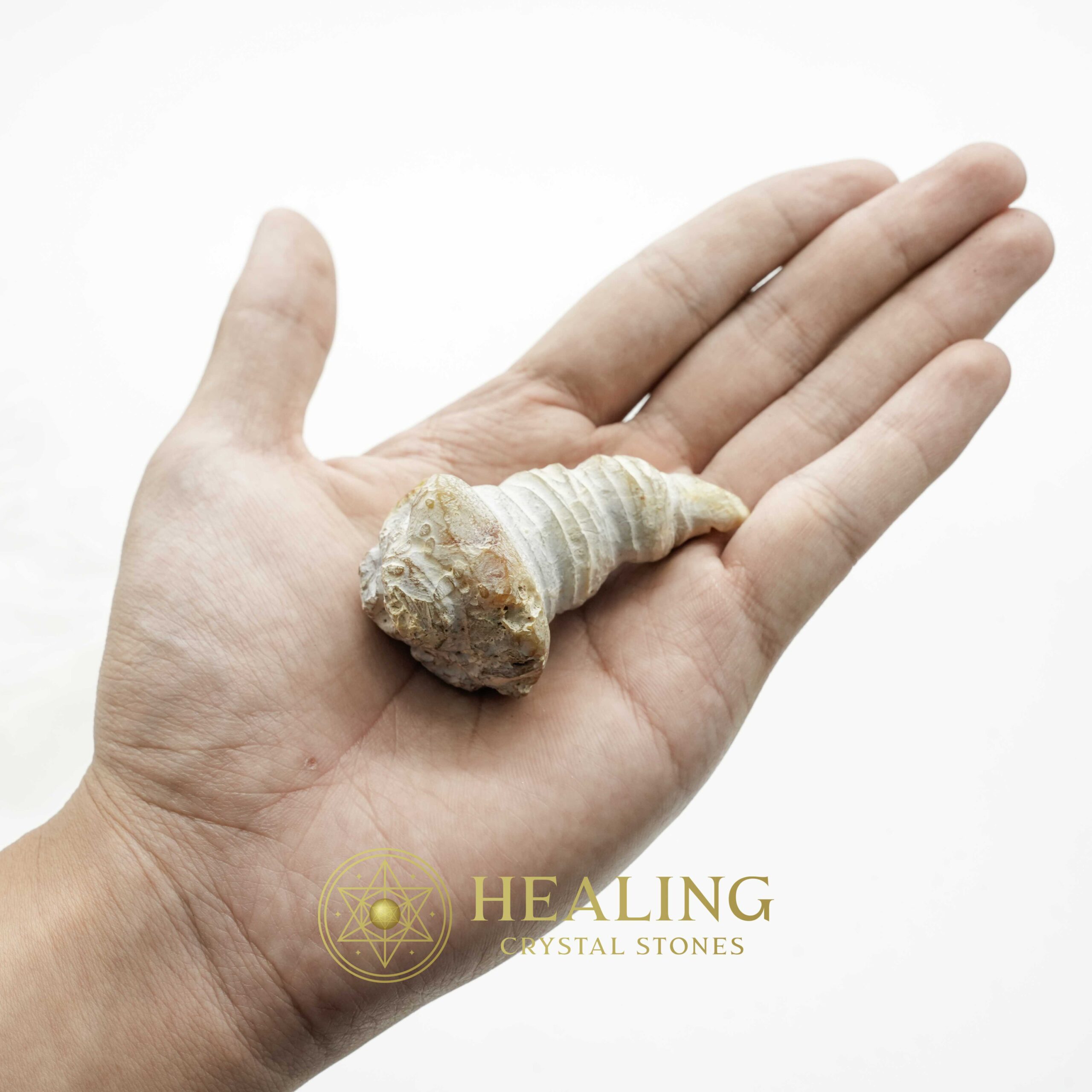 Sauro Pari Snake Horns - Type A4 - Magical Stones Magickal Stones Magickal Crystals Ritual Power Stones Ritual Crystals Crystals Talismans Stones Talisman Crystals Amulet stones mystical shaman shamanic spiritual spiritualism metaphysics occult psychic