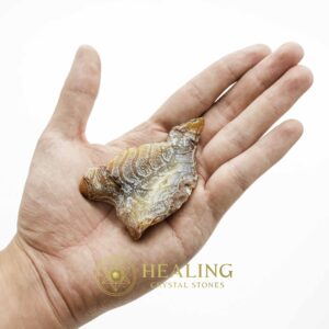 Fossil Leaf - Type F - Spiritual Crystals Bezoar Stones Bezoar Crystals Healing Bezoar Stones Animal Totem Stones, Power Animal Stones Magical Stones Magickal Stones Magickal Crystals Ritual Power Stones Ritual Crystals mystical shaman shamanic spiritual spiritualism metaphysics occult psychic