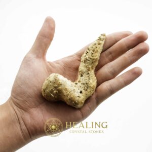 White Dragon Horn Fossil - Type F2 - Spiritual Crystals Bezoar Stones Bezoar Crystals Healing Bezoar Stones Animal Totem Stones, Power Animal Stones Magical Stones Magickal Stones Magickal Crystals Ritual Power Stones Ritual Crystals mystical shaman shamanic spiritual spiritualism metaphysics occult psychic