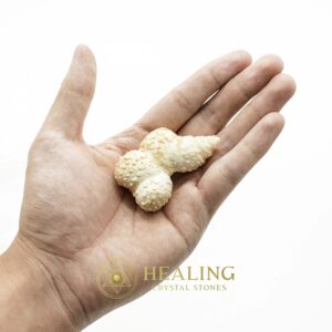 White Lion Horns - Type B1 - Spiritual Crystals Bezoar Stones Bezoar Crystals Healing Bezoar Stones Animal Totem Stones, Power Animal Stones Magical Stones Magickal Stones Magickal Crystals Ritual Power Stones Ritual Crystals mystical shaman shamanic spiritual spiritualism metaphysics occult psychic