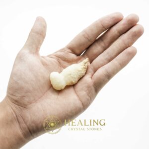 White Lion Horns - Type A8 - Spiritual Crystals Bezoar Stones Bezoar Crystals Healing Bezoar Stones Animal Totem Stones, Power Animal Stones Magical Stones Magickal Stones Magickal Crystals Ritual Power Stones Ritual Crystals mystical shaman shamanic spiritual spiritualism metaphysics occult psychic