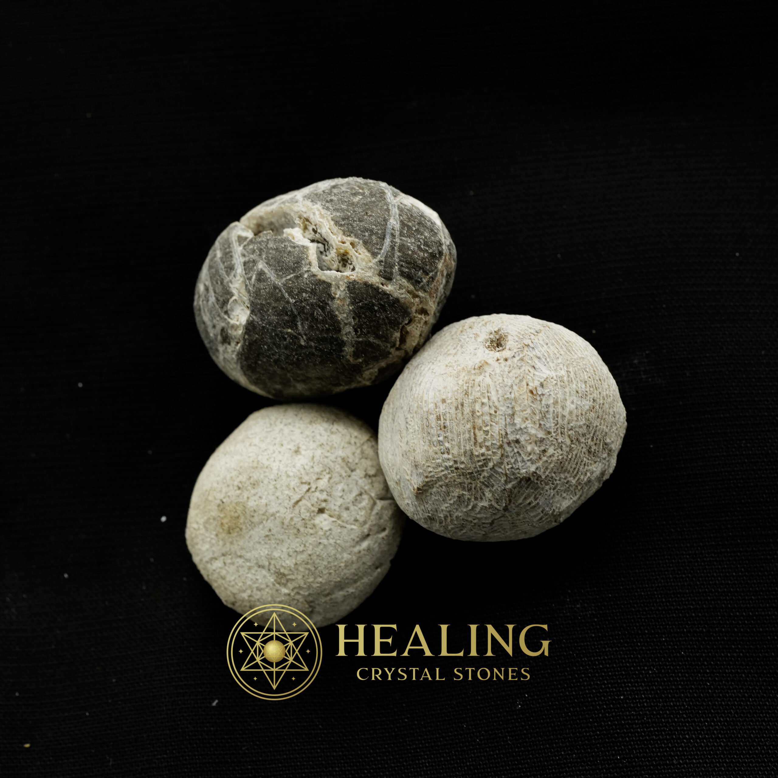 Nagasari Tree Seed Fossil - Type A1 - Healing Crystals, Crystal Stones Mustika Pearls Mustika Stones Talismanic Stones Amulet Stones Healing Stones Spiritual Crystals Crystals Talismans Stones Talisman Crystals Amulet stones mystical shaman shamanic spiritual spiritualism metaphysics occult psychic