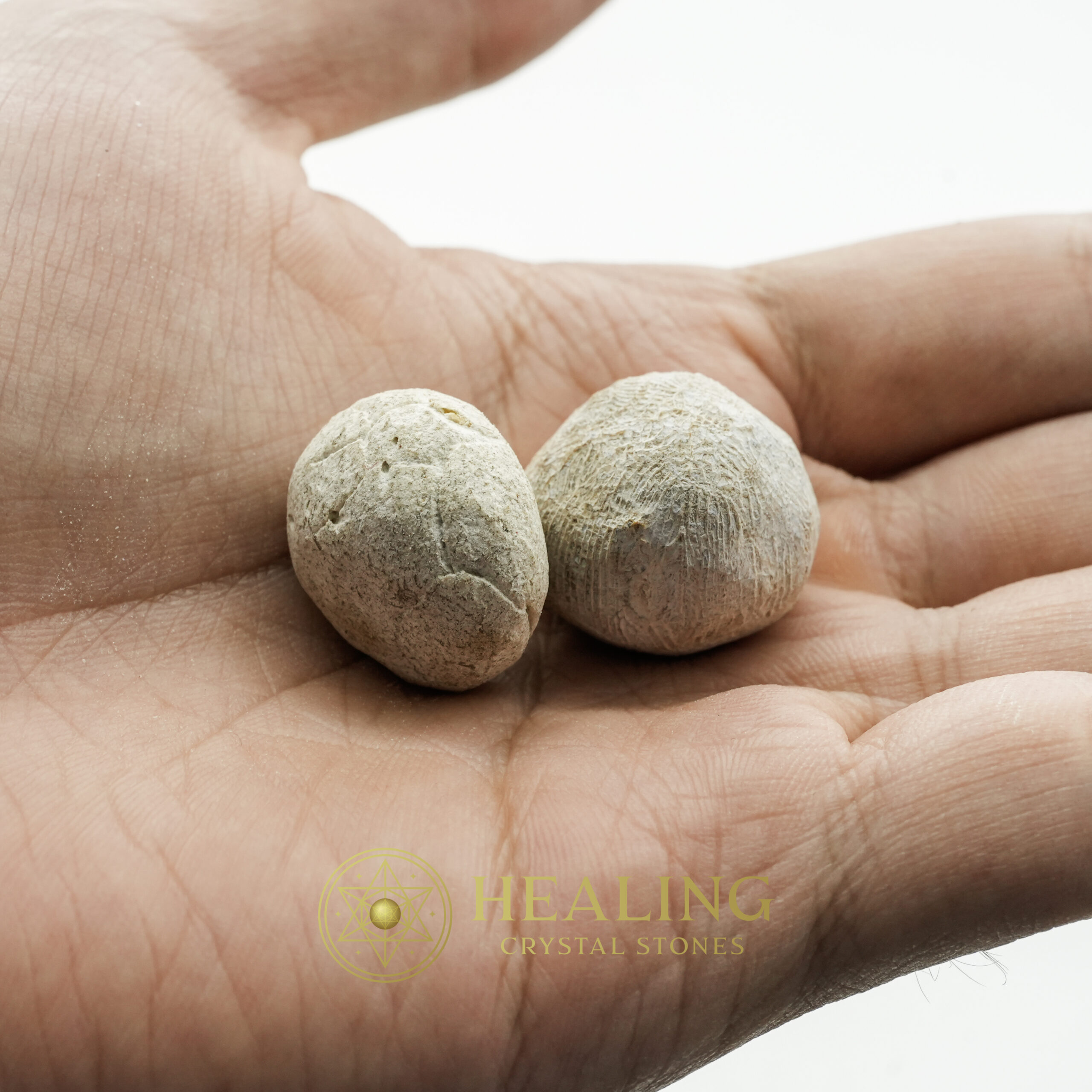 Nagasari Tree Seed Fossil - Type A1 - Healing Crystals, Crystal Stones Mustika Pearls Mustika Stones Talismanic Stones Amulet Stones Healing Stones Spiritual Crystals Crystals Talismans Stones Talisman Crystals Amulet stones mystical shaman shamanic spiritual spiritualism metaphysics occult psychic