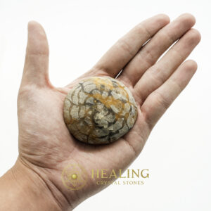 Nagasari Wood Pearl - Type B3 - Healing Crystals, Crystal Stones Mustika Pearls Mustika Stones Talismanic Stones Amulet Stones Healing Stones Spiritual Crystals Crystals Talismans Stones Talisman Crystals Amulet stones mystical shaman shamanic spiritual spiritualism metaphysics occult psychic