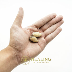 Fossilised Kenanga Flower Seed Pearls - Type A - occult stones, occult crystals, mystical stones, spiritual stones, metaphysical crystals, psychic crystals, ritual stones, enchanted stones, sacred stones, energy healing crystals