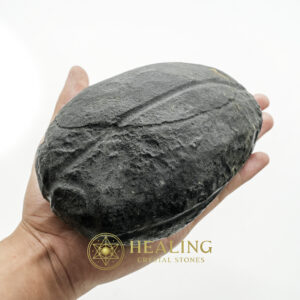 Star Oil Fossilized - A3.4 - intention crystals, intention stones, mystical stones, spiritual crystals, energy healing stones, metaphysical crystals, sacred stones, ritual stones, protective crystals, enchanted crystals