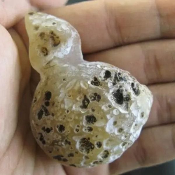 Snake Bile Fossil - Type A7