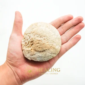 Fossilized Bamboo - Type B2 - Guardian Stone, Guardian Crystal, Guardian Talisman, Guardian Amulet, Protective Stone, Warding Stone, Protection, Fortune, Luck, Sacred