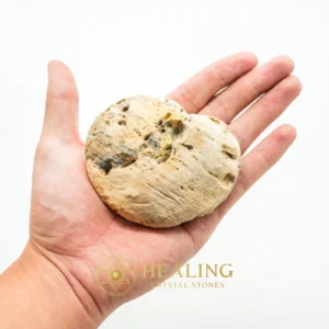 Kantil Flower Root Fossil - Type A - Talisman Crystals, Psychic, Sacred Stones, Inner Wisdom, Luck, Purification, Authentic, Earth Spirit Stone, Mystical Relic, Energy Shield Crystal