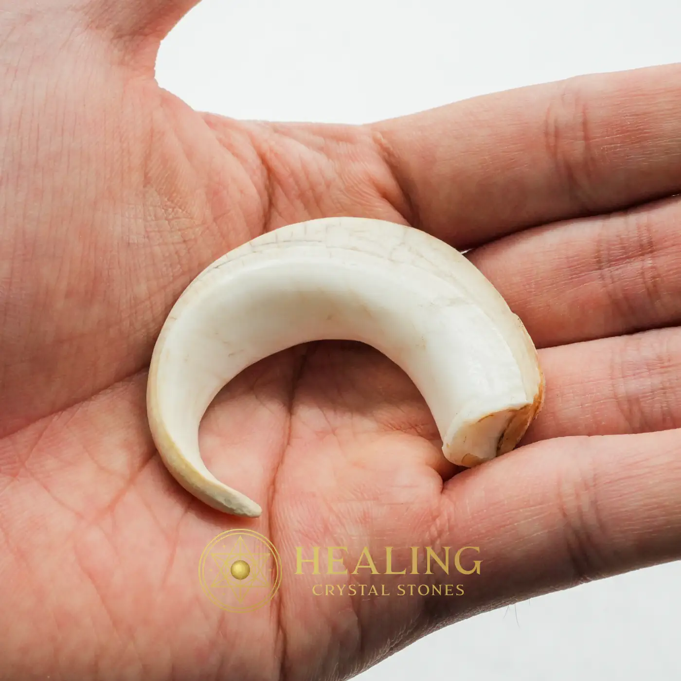 Orang Utan Claws Fossil Type A - Talisman Crystals, Talismanic Stones, Talismans Stones, Amulet Stones, Mustika Stones, Mustika Pearls, Enchanted Stones, Sacred Stones, Fortune, Protection