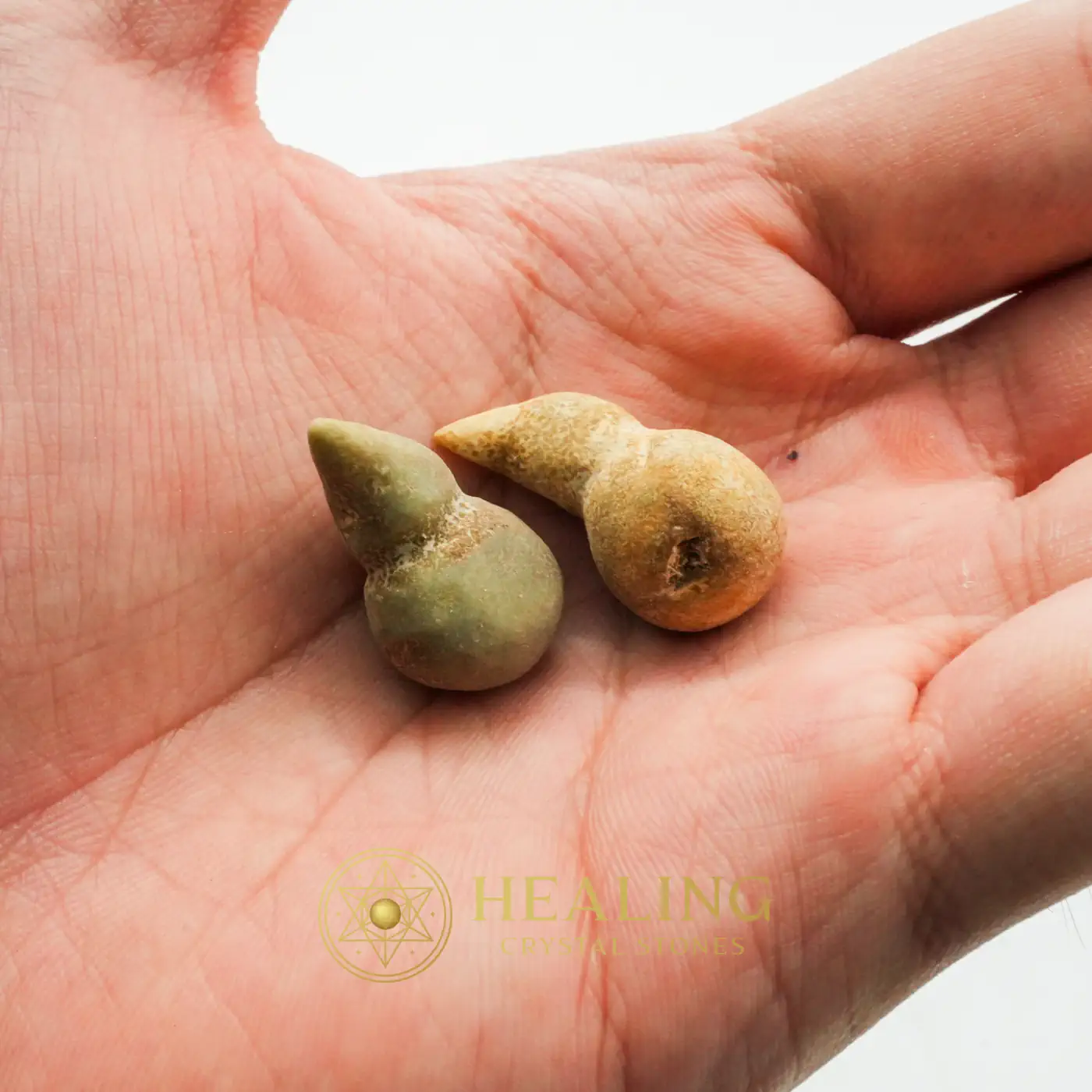 Rooster Horns - Type C1 - Crystal Stones, Healing Crystals, Authentic, Rare, Antique, Exotic, Unique, Exceptional, Ornamental, Ancient Relic