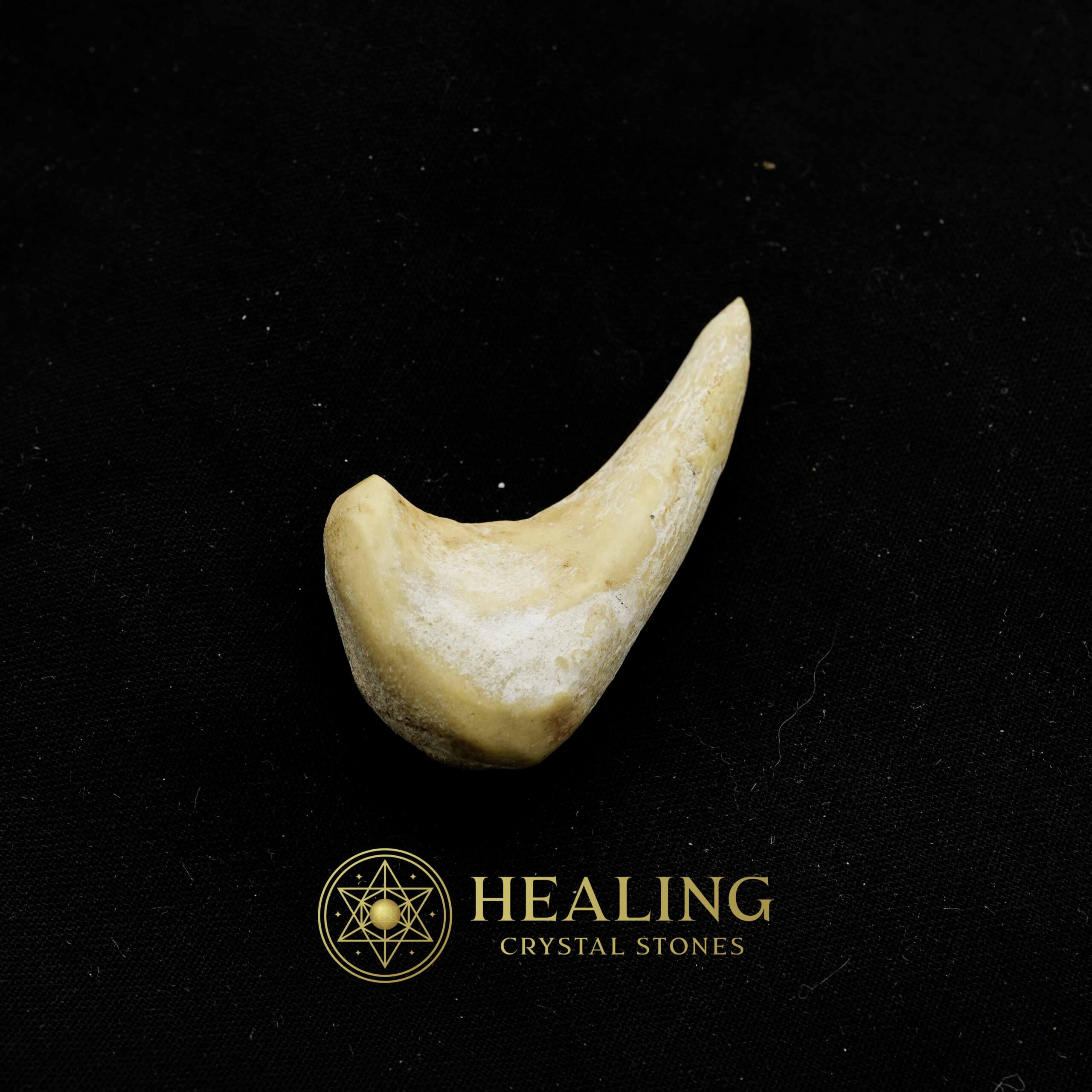 Sawo Kebang Snake Horn - Type B1 - Mustika Stones, Talismanic Stones, Amulet Stones, Healing Stones, Spiritual Crystals, Bezoar Stones, Bezoar Crystals, metaphysics, psychic, shamanic
