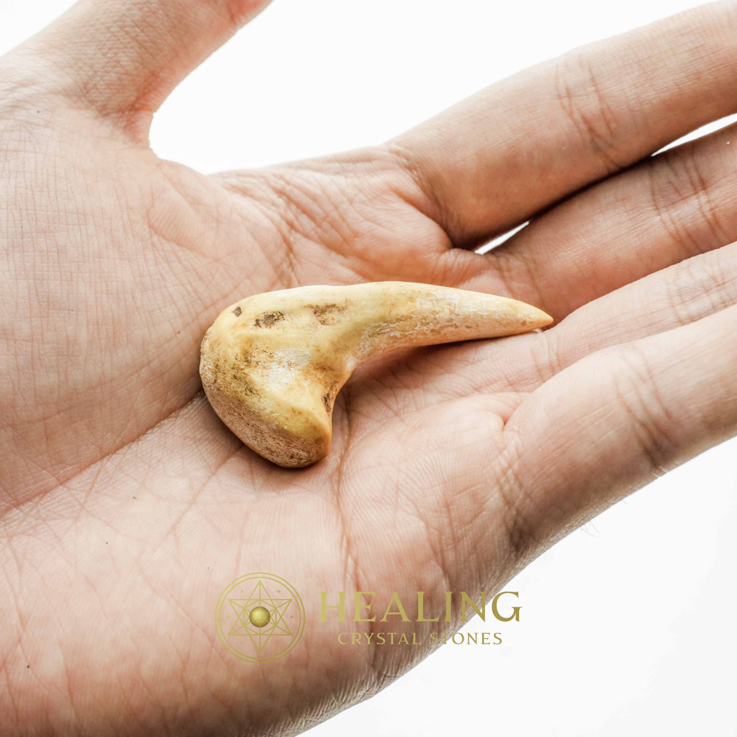 Sawo Kebang Snake Horn - Type B1 - Mustika Stones, Talismanic Stones, Amulet Stones, Healing Stones, Spiritual Crystals, Bezoar Stones, Bezoar Crystals, metaphysics, psychic, shamanic