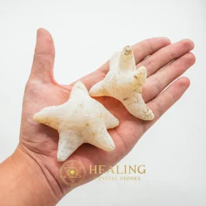 Star Fish Fossil - L - Healing Crystals, Crystal Stones, Amulet Stones, Chakra, Harmony, Protection, Positive Energy, Rare, Authentic, Divine