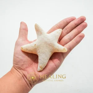 Star Fish Fossil - XL 1 - Mustika Pearls, Power Animal Stones, Spiritual Healing, Universal Energy, Harmony, Fortune, Authentic, Antique, Rare, Exotic