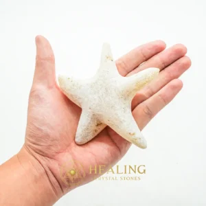 Star Fish Fossil - XL 2 - Mustika Stones, Sacred Stones, Spiritual Crystals, Universal Energy, Balance, Fortune, Antique, Exotic, Exceptional, Harmony