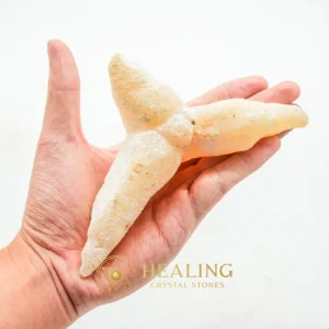 Star Fish Fossil - XL 3 - Crystal Stones, Amulet Stones, Spiritual Healing, Aura, Inner Wisdom, Cleansing, Sacred, Exotic, Unique, Protection
