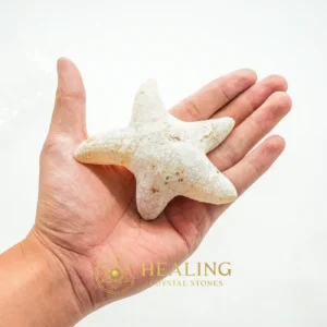 Star Fish Fossil - XL 4 - Mustika Stones, Healing Stones, Energy Stones, Universal Energy, Emotional Healing, Cleansing, Divine, Unique, Antique, Exceptional