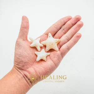 Star Fish Fossil - XS - Crystal Stones, Healing Stones, Talismanic Stones, Meditation, Inner Wisdom, Protection, Exotic, Divine, Harmony, Sacred