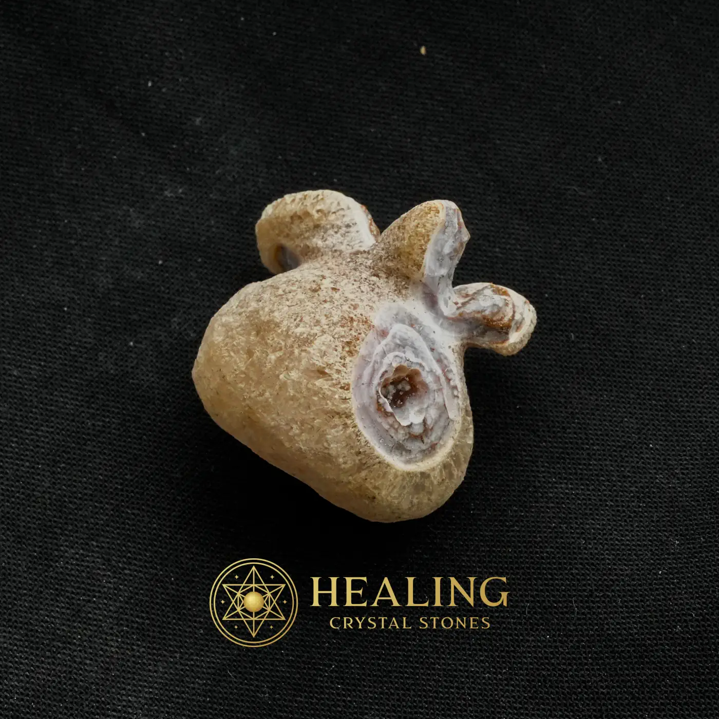Tusk of Golden Deer Fossil - Type A2 - Energy Stones, Energy Balance Stone, Energy Alignment Crystal, Universal Energy, Positive Energy, Energetic, Life Force Stone, Life Energy Crystal, Solar Crystal, Harmony
