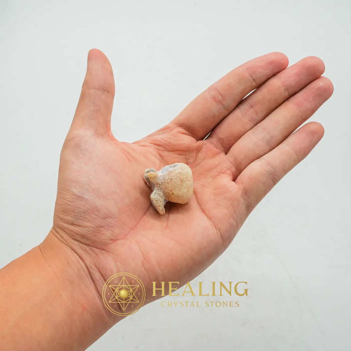 Tusk of Golden Deer Fossil - Type A2 - Sacred Stones, Sacred Crystals, Divine, Mystical, Enchanted, Relic, Ancient Relic, Mystical Relic, Authentic, Ornamental