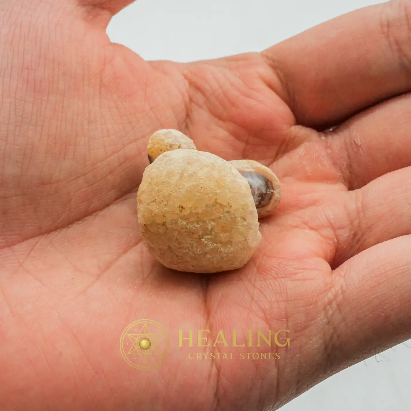 Tusk of Golden Deer Fossil - Type A2 - Spiritualism, Spritual, Metaphysics, Psychic, Shaman, Shamanic, Mysticism, Esoteric Stone, Esoteric Crystal, Esoteric Artifact