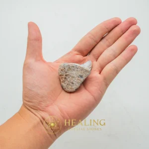 Tusk of Golden Deer Fossil - Type A3 - Authentic, Antique, Rare, Exotic, Unique, Exceptional, Ornamental, Artifact, Relic, Mystical Relic
