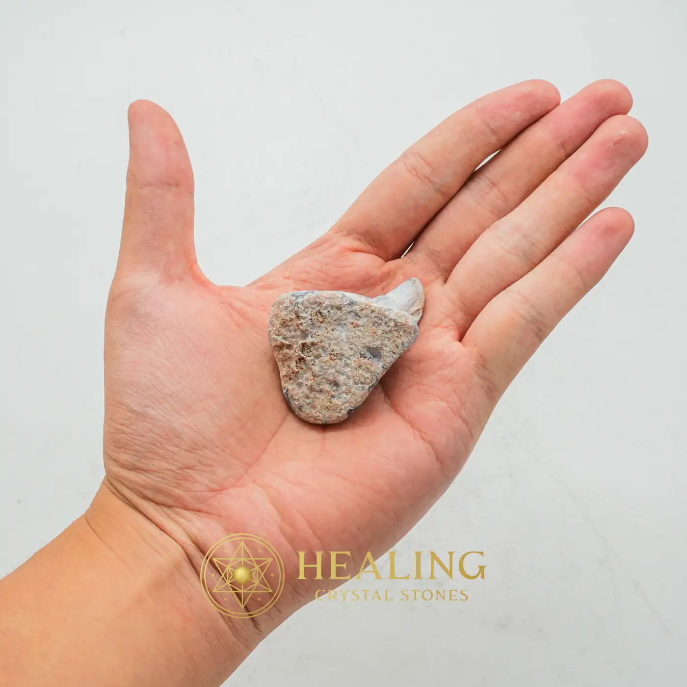 Tusk of Golden Deer Fossil - Type A3 - Authentic, Antique, Rare, Exotic, Unique, Exceptional, Ornamental, Artifact, Relic, Mystical Relic