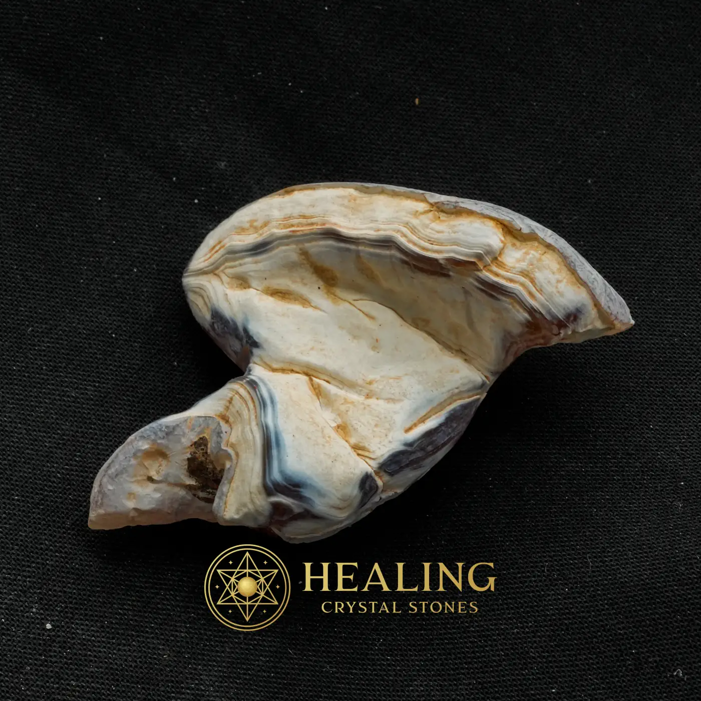 Tusk of Golden Deer Fossil - Type A4 - Crystals, Crystal Stones, Healing Crystals, Healing Stones, Spiritual Crystals, Sacred Crystals, Magickal Crystals, Ritual Crystals, Enchanted, Rare