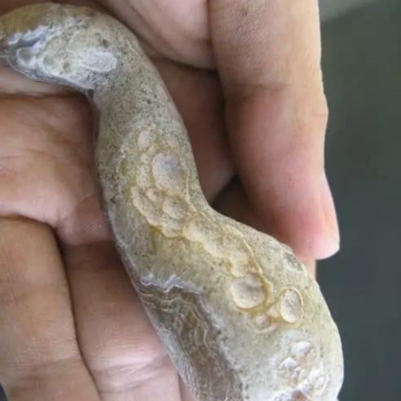 Caterpillar Fossil - Type H2 - Image 2