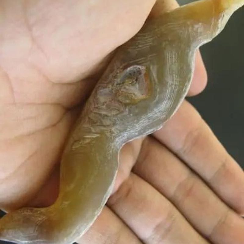 Caterpillar Fossil - Type H2