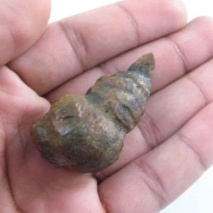 Fossilized Caterpillar - Type A3
