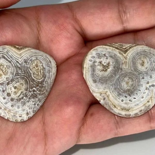 Heart of Banana Tree Pearl - Type D2