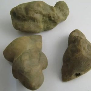 Bamboo Tree Core Pearl - Type A1