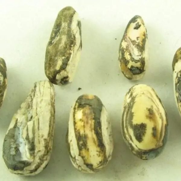 Fossilised Kenanga Flower Seed Pearls - Type A