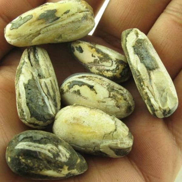 Fossilised Kenanga Flower Seed Pearls - Type A - Image 2