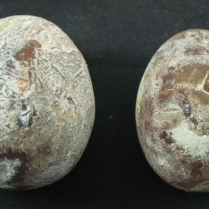 Betel Palm Tree Pearl - Type A