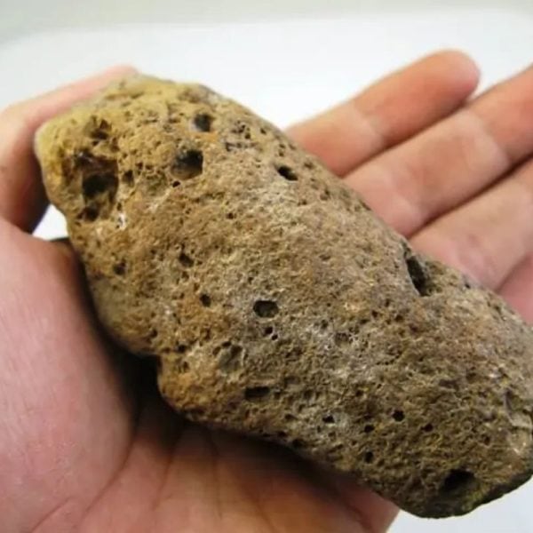 Songgo Wojo Wood Fossil - Type A1