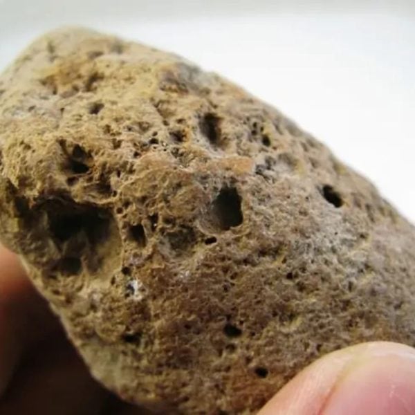 Songgo Wojo Wood Fossil - Type A1 - Image 2