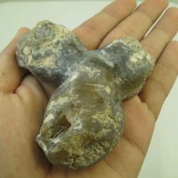 Rojo Mino Fish Heart Fossil - Type A2